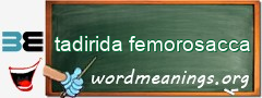 WordMeaning blackboard for tadirida femorosacca